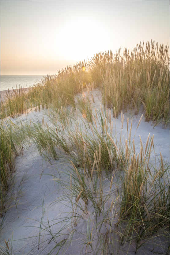 Juliste Morning sun in the dunes on Sylt