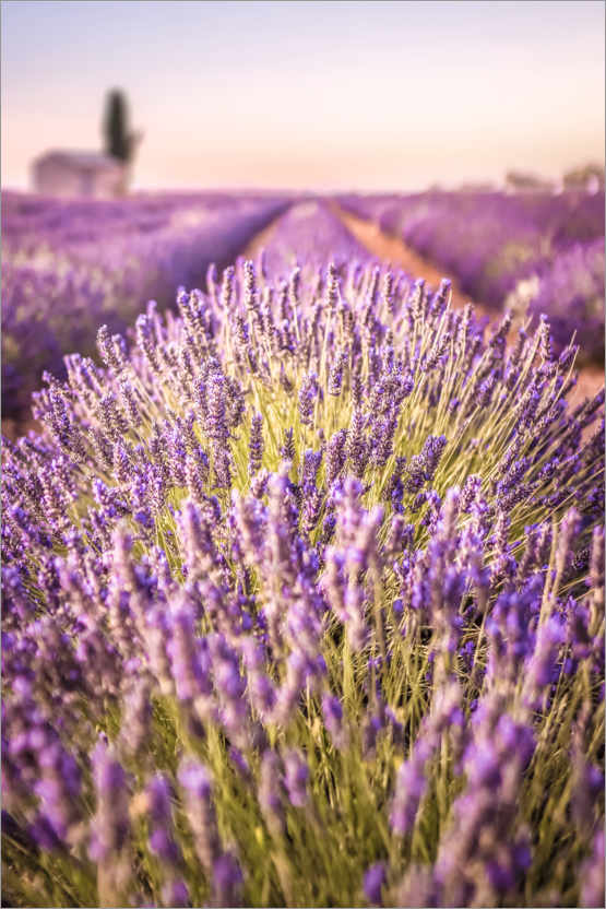 Juliste Lavender field in Provence