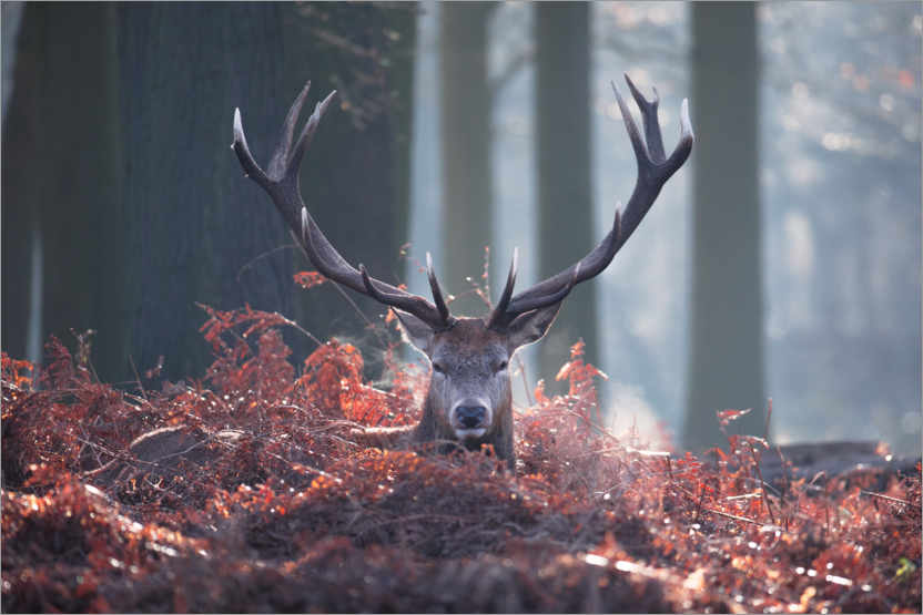 Juliste A majestic red deer stag