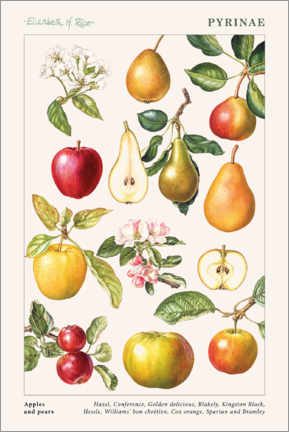 Canvas-taulu  Apples and pears - Elizabeth Rice