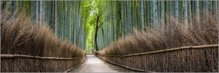 Canvas-taulu  Bamboo Forest Panorama in Sagano Arashiyama in Kyoto, Japan - Jan Christopher Becke