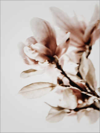 Akryylilasitaulu  Flowering magnolias - Magda Izzard