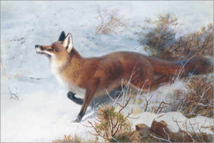 Juliste Fox
