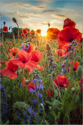 Akryylilasitaulu  Poppy flowers in the sunlight - Steffen Gierok