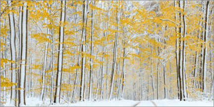 Alumiinitaulu  Snowy autumn forest - Benjamin Butschell