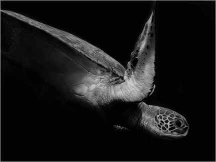 Akryylilasitaulu  Portrait of a sea turtle - Robin Wechsler