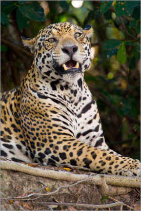 Akryylilasitaulu  Jaguars growling