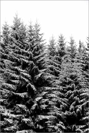 Juliste  Snow-covered Christmas trees - Studio Nahili