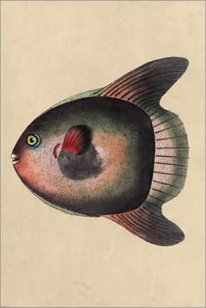 Akryylilasitaulu  Sunfish, Mola mola - Frederick Polydor Nodder