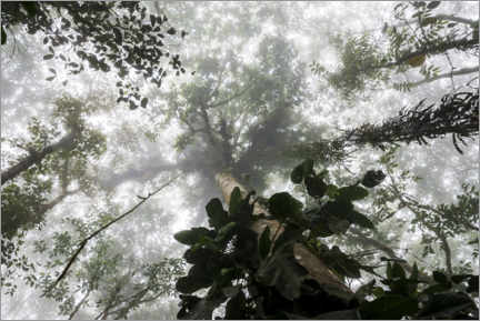 Juliste Fog in the Amazon rainforest