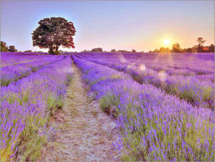 Akryylilasitaulu  Lavender Sunset - Assaf Frank