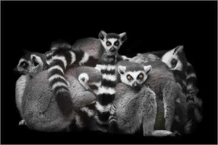 Canvas-taulu  Ring-tailed lemurs sleep in a bunch - Mikhail Semenov