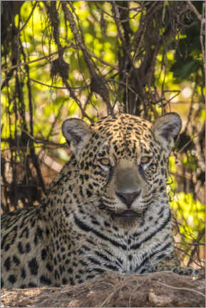 Akryylilasitaulu  Close up of a jaguar - Jaynes Gallery