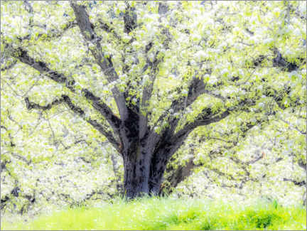 Akryylilasitaulu  Spring blooming apple tree - Sylvia Gulin