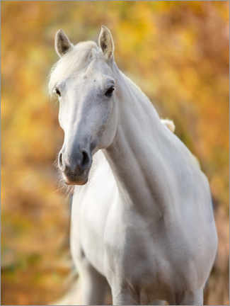 Juliste White horse in autumn leaves