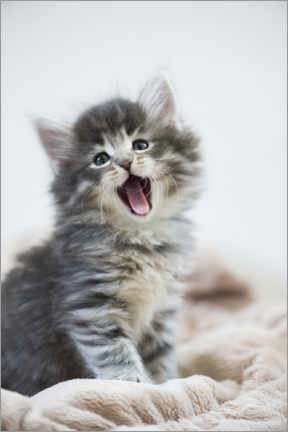 Galleriataulu  Yawning kitten - Heidi Bollich
