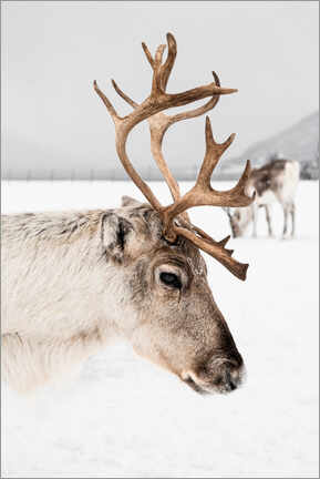 Alumiinitaulu  Reindeer With Antlers In Norway II - Henrike Schenk