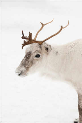 Galleriataulu  Reindeer in the snow in Norway I - Henrike Schenk
