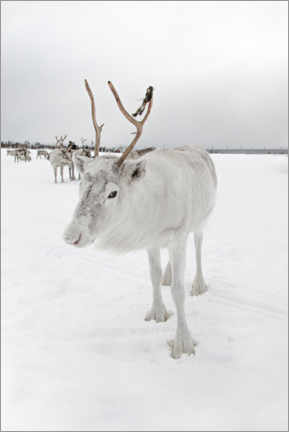 Canvas-taulu  White reindeer in Norway II - Henrike Schenk