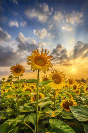 Akryylilasitaulu  Sunflowers in the sunset - Melanie Viola