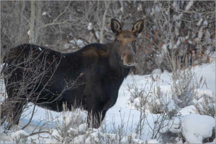Canvas-taulu  Cow Moose portrait in winter - Howie Garber