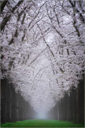 Juliste Cherry blossom lane
