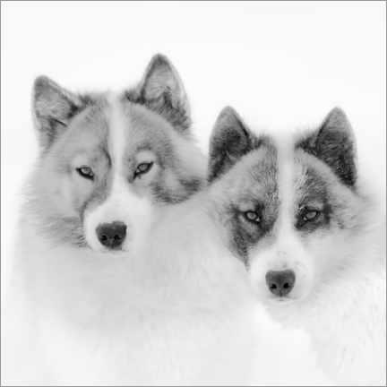 Akryylilasitaulu  Two sled dogs in the arctic - Martin Zwick