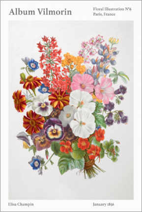 Juliste  Album Vilmorin, Floral Illustration n° 6, 1856 - Elisa Champin