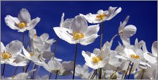 Galleriataulu  Canada Windflower Anemone canadensis - Renate Knapp