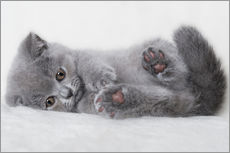 Sisustustarra  British Shorthair Kitten 23 - Heidi Bollich
