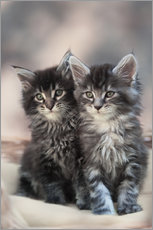 Galleriataulu  Maine Coon Kittens 3 - Heidi Bollich