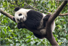 Canvas-taulu  Sleeping panda bear on a tree - Jan Christopher Becke