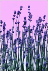 Canvas-taulu  Lavender - Renate Knapp