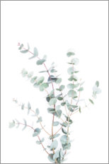 Juliste  Eucalyptus II - Sisi And Seb