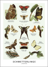 Canvas-taulu  Butterflies (German) - Wunderkammer Collection