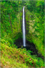 Juliste Akaka Falls in Hawaii
