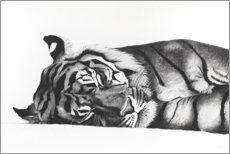 Juliste Sleeping tiger