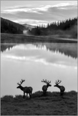 Canvas-taulu  Rocky Mountain National Park - Jaynes Gallery