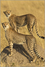Canvas-taulu  A pair of cheetahs - Jones & Shimlock