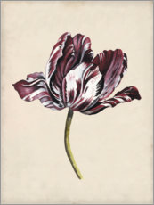 Akryylilasitaulu  Tulip study I - Naomi McCavitt