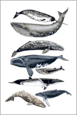 Canvas-taulu  Whale species II - Naomi McCavitt