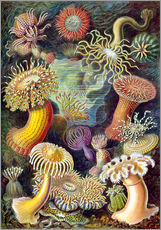 Galleriataulu  Actiniae - Ernst Haeckel