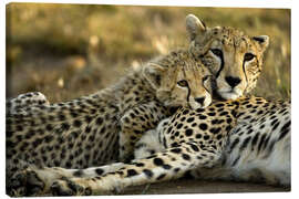 Canvas-taulu  Cheetah cub cuddles with mother - Joe & Mary Ann McDonald