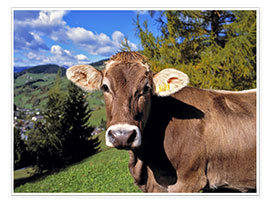 Juliste Cow in the Dolomites