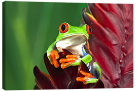 Canvas-taulu  Red-eyed tree frog on leaf - Adam Jones