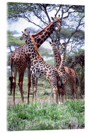 Akryylilasitaulu  Giraffes family - David Northcott