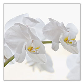 Juliste  White Orchid - Heidi Bollich