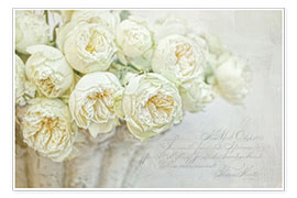 Juliste White roses