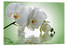 Akryylilasitaulu  Orchid with Reflection - Atteloi