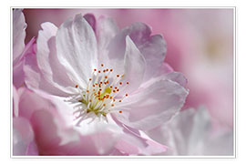 Juliste Cherry blossom pink